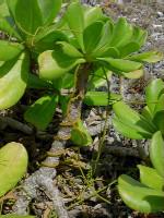 海辺の溶岩に生息する植物と巻き付く蔓